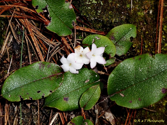 {Epigaea repens}